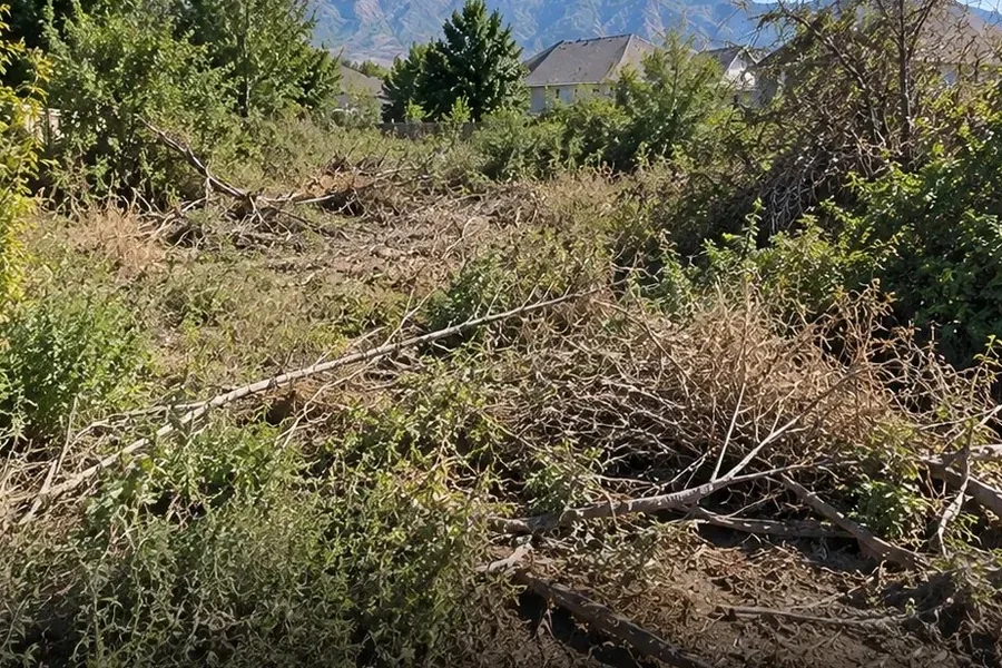Overgrown Utah lot before clearing